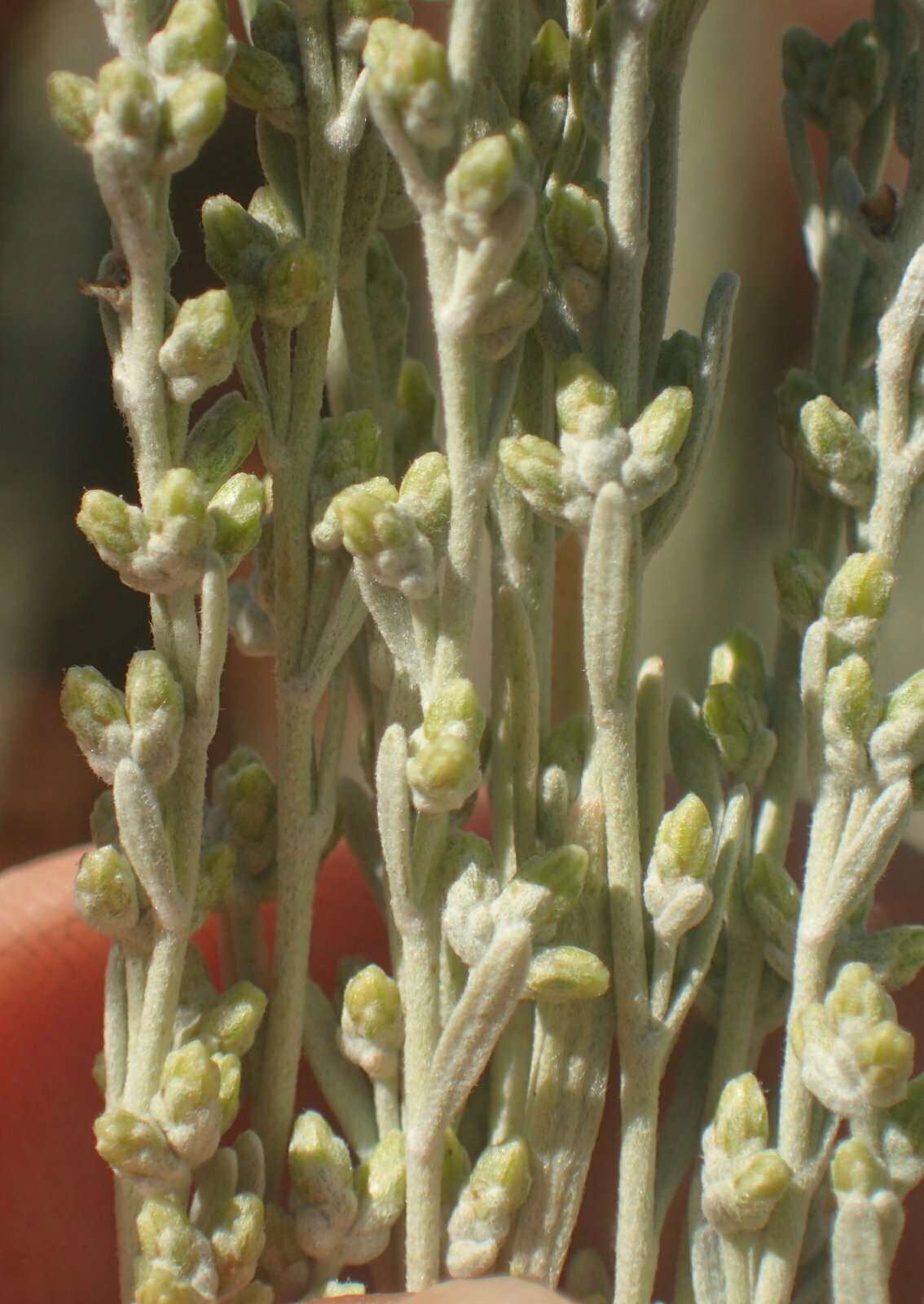 High Resolution Artemisia tridentata Flower